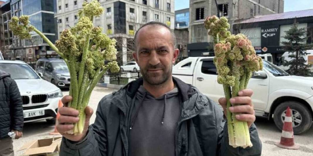 Zorlu coğrafyada kendiliğinden yetişiyor: Pazar tezgahında 150 TL’den satışta! 5
